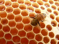 Production of Honey Increases in Las Tunas Cuba